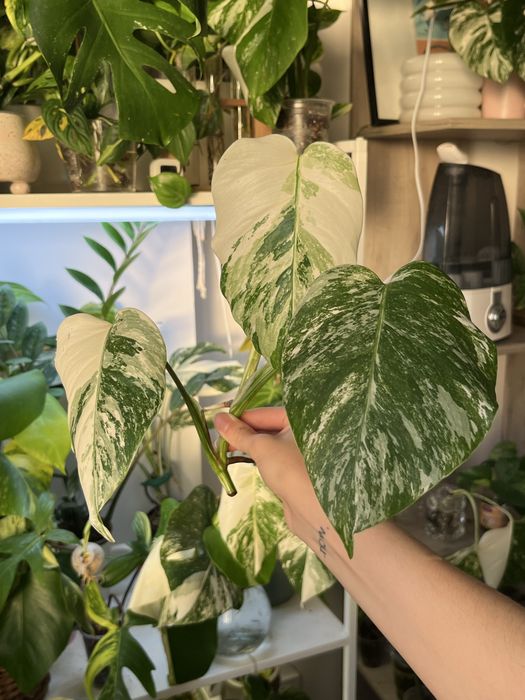 Верхівки монстери альби 2шт