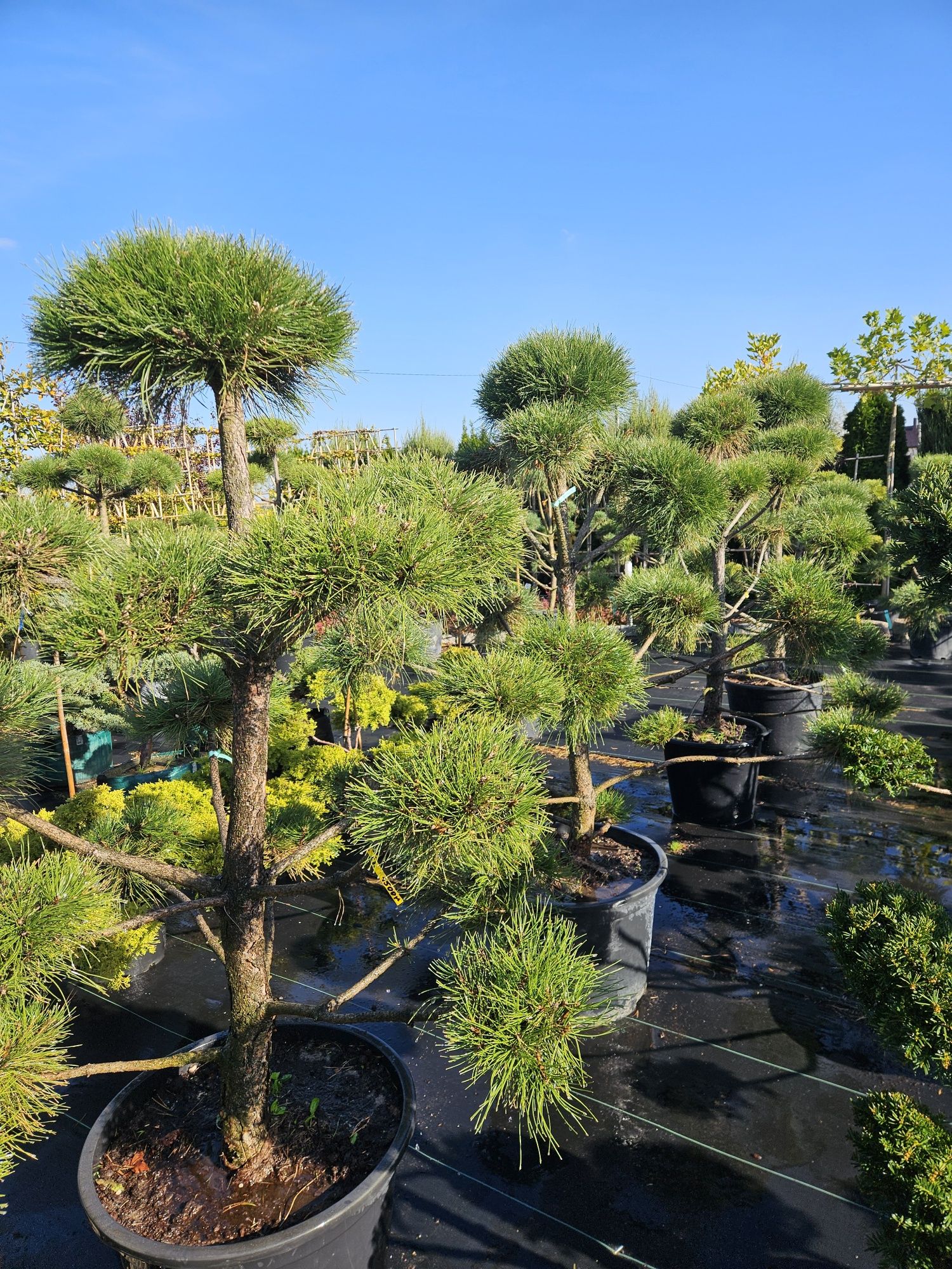 Sosny formowane  bonsai