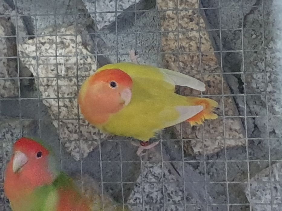 Agapornis longfeathears