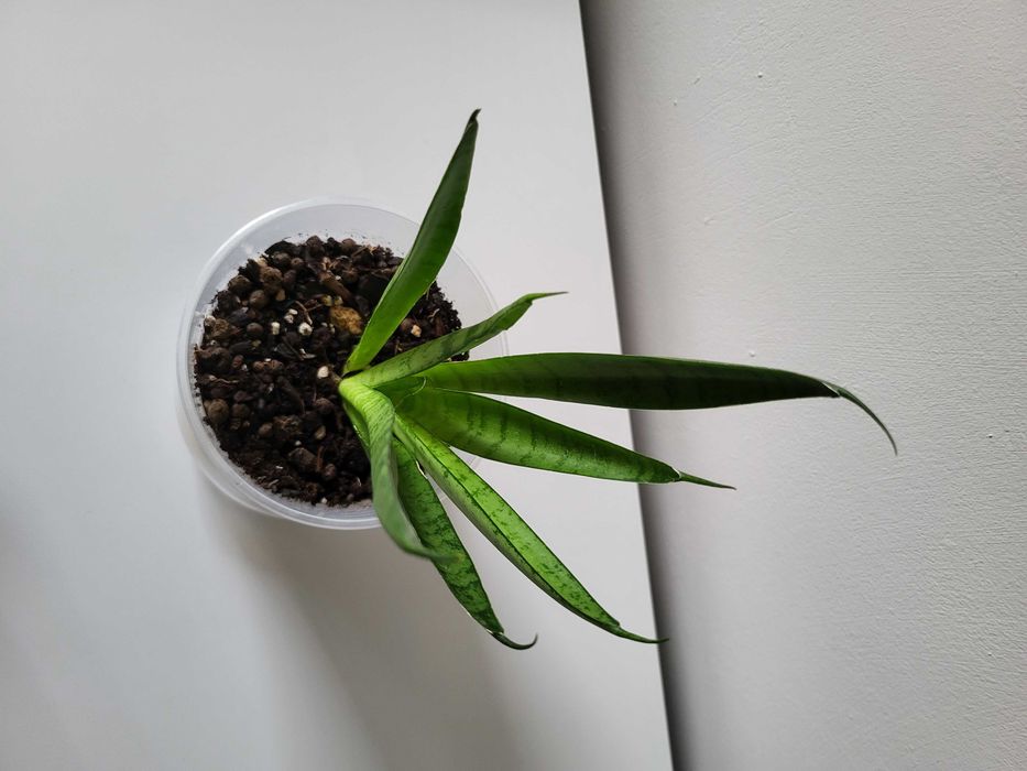 Sansevieria Comet Green Parrot    [nr 3]