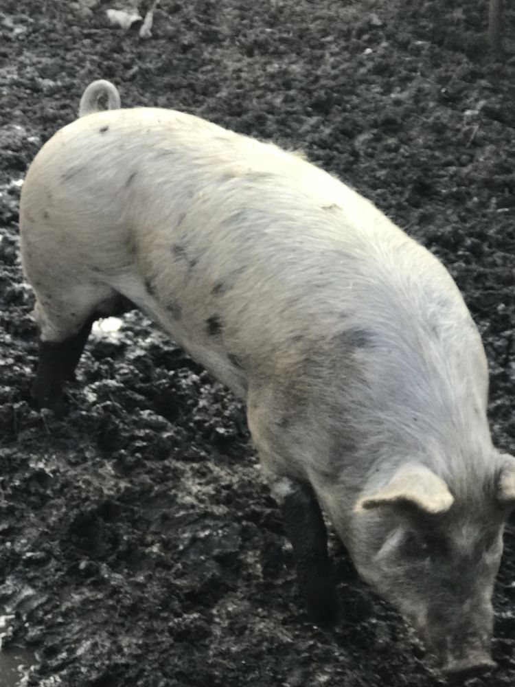 Продам свиней живою вагою на м‘ясо