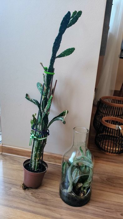 wychodowane duze kaktusy