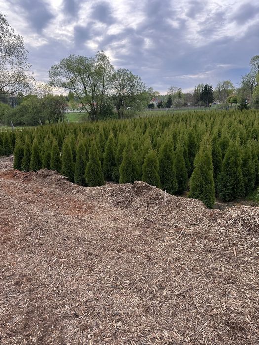 Tuja szmaragd sadzenie ogrodzenie żywopłot transport