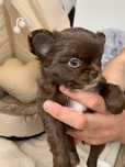 Chihuahua długowłosa dziewczynka czekoladowa
