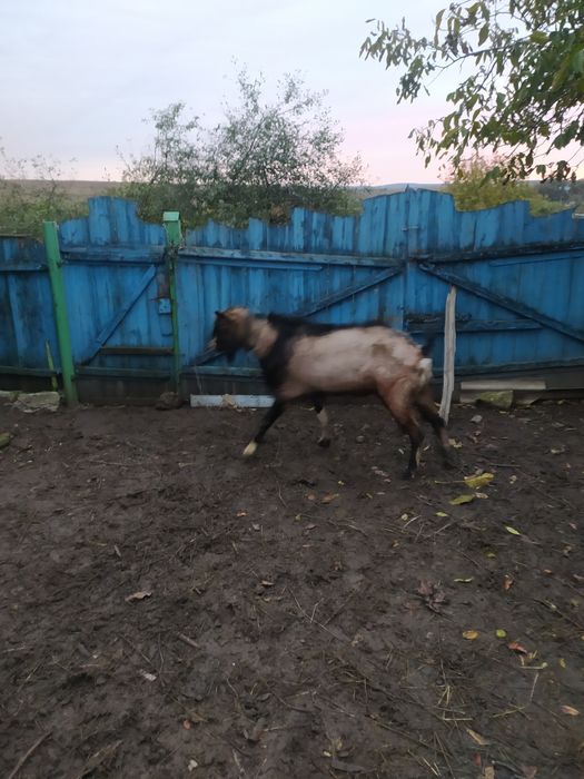 Тварини козел нубійський