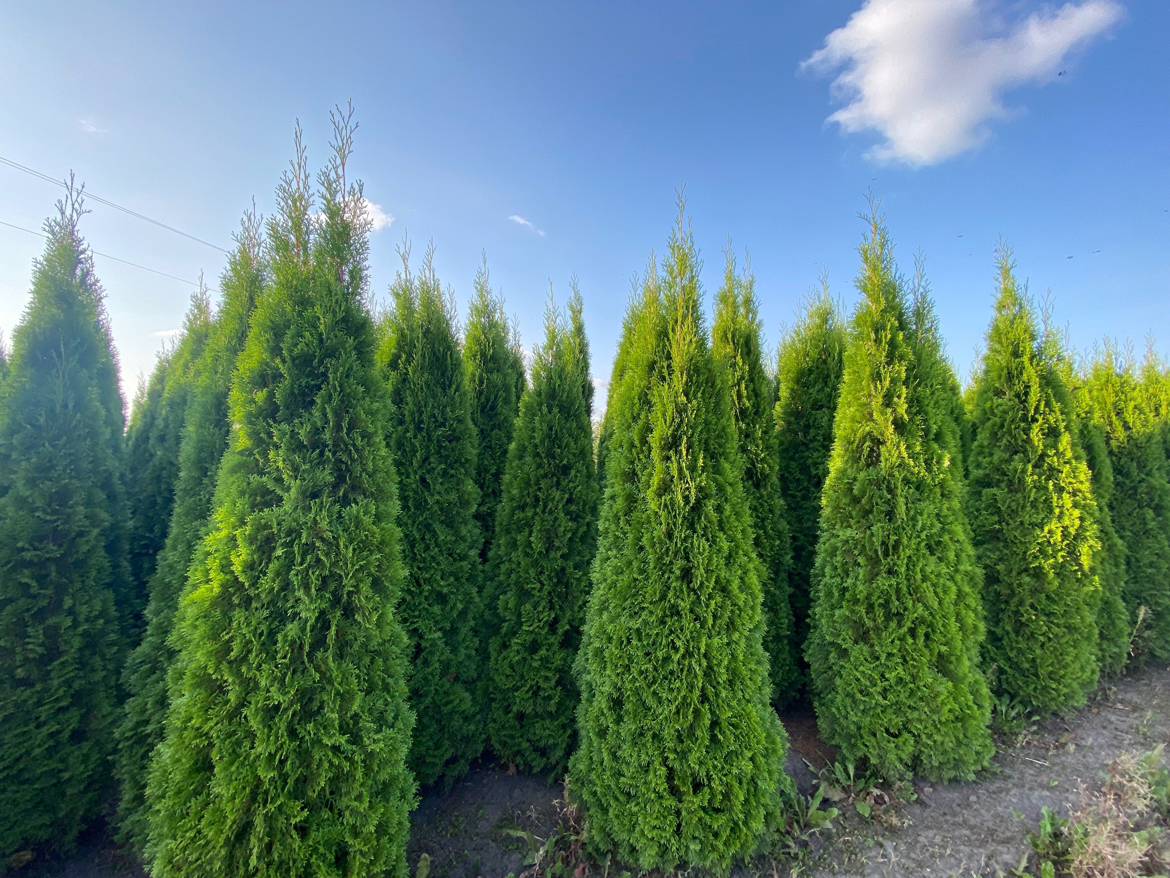 Thuja Smaragd 120-140 cm i inne tuja Szmaragd żywopłot Transport
