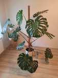 Monstera deliciosa