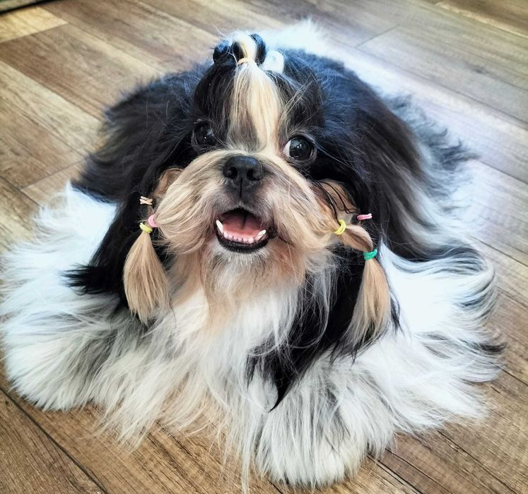 Cudowny Oleg Shih tzu gotowy do zmiany domku