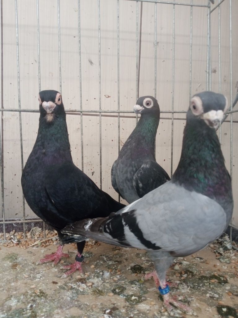 Gołębie ozdobne, brodawczaki,brodawczak
