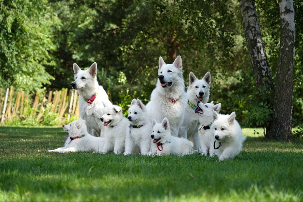 Szczenie Biały Owczarek Szwajcarski BOS