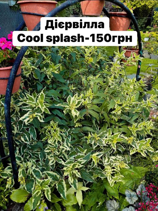 Багаторічні садові рослини