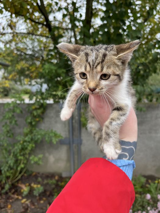 Безкоштовно вітдамо кошенят в добрі руки з подарунком