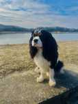 Reproduktor Cavalier King Charles Spaniel