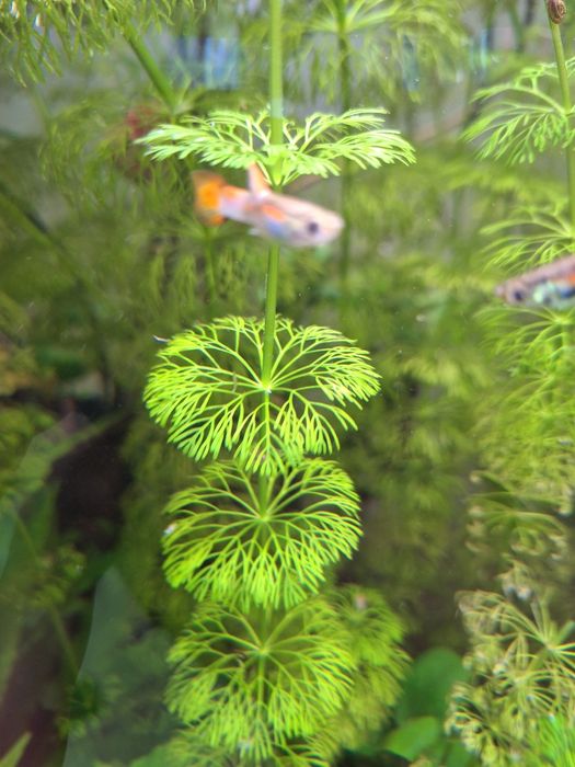 15x Limnophila sessiliflora roślina akwariowa limnofilia ambulia