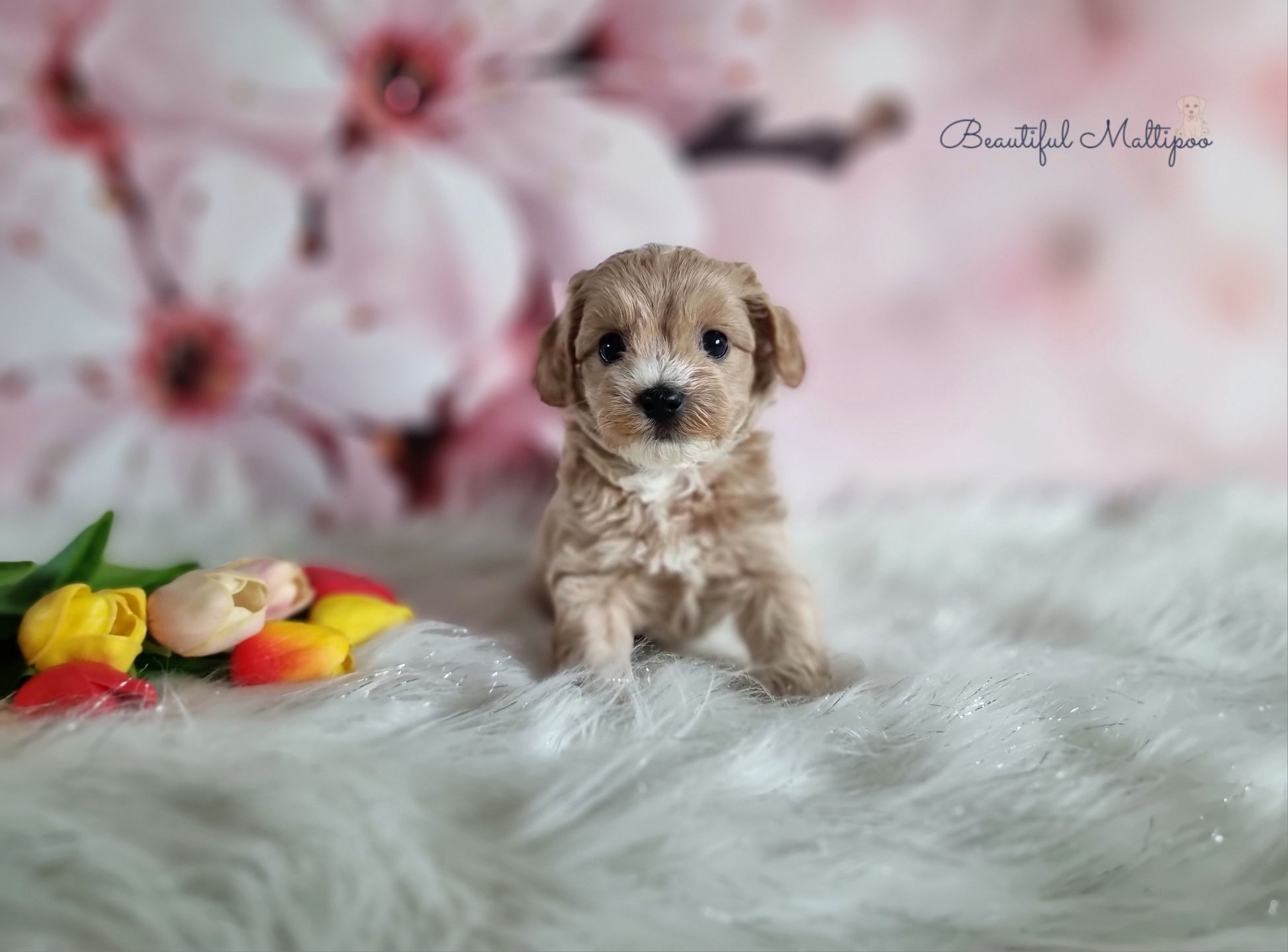 Maltipoo śliczne szczeniąta po pięknych rodzicach