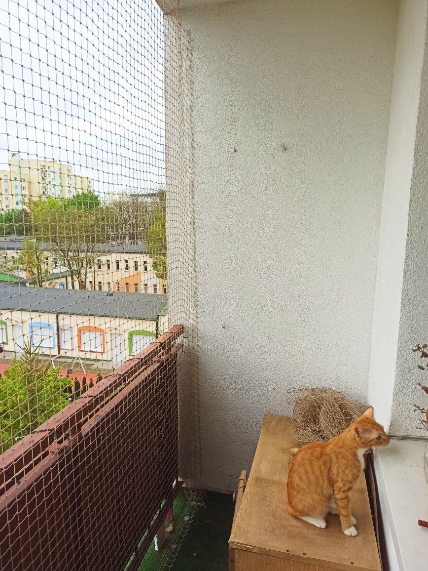 Siatka na balkon - montaż siatki dla kota, przeciw ptakom