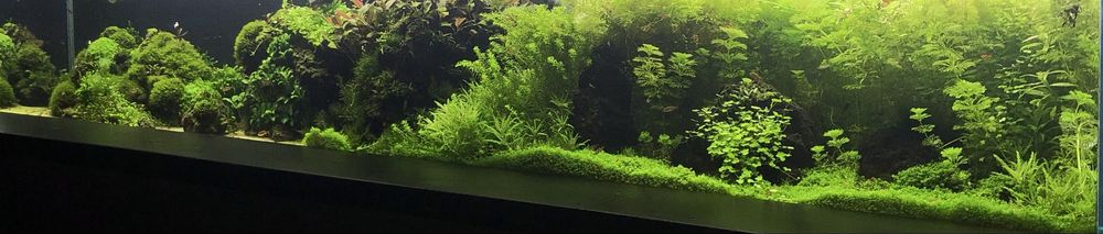 Rosliny w koszykach do akwarium rotala mech bucephakandra ludwigia