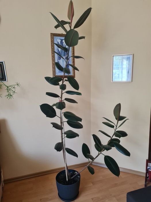 Sprzedam fikusa sprężynującego