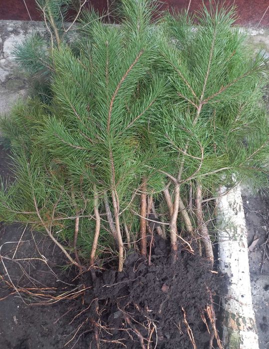 Саджанці сосни звичайної