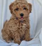 Bichpoo Poochon Bichon Frise Pudel Toy jak Maltipoo piesek