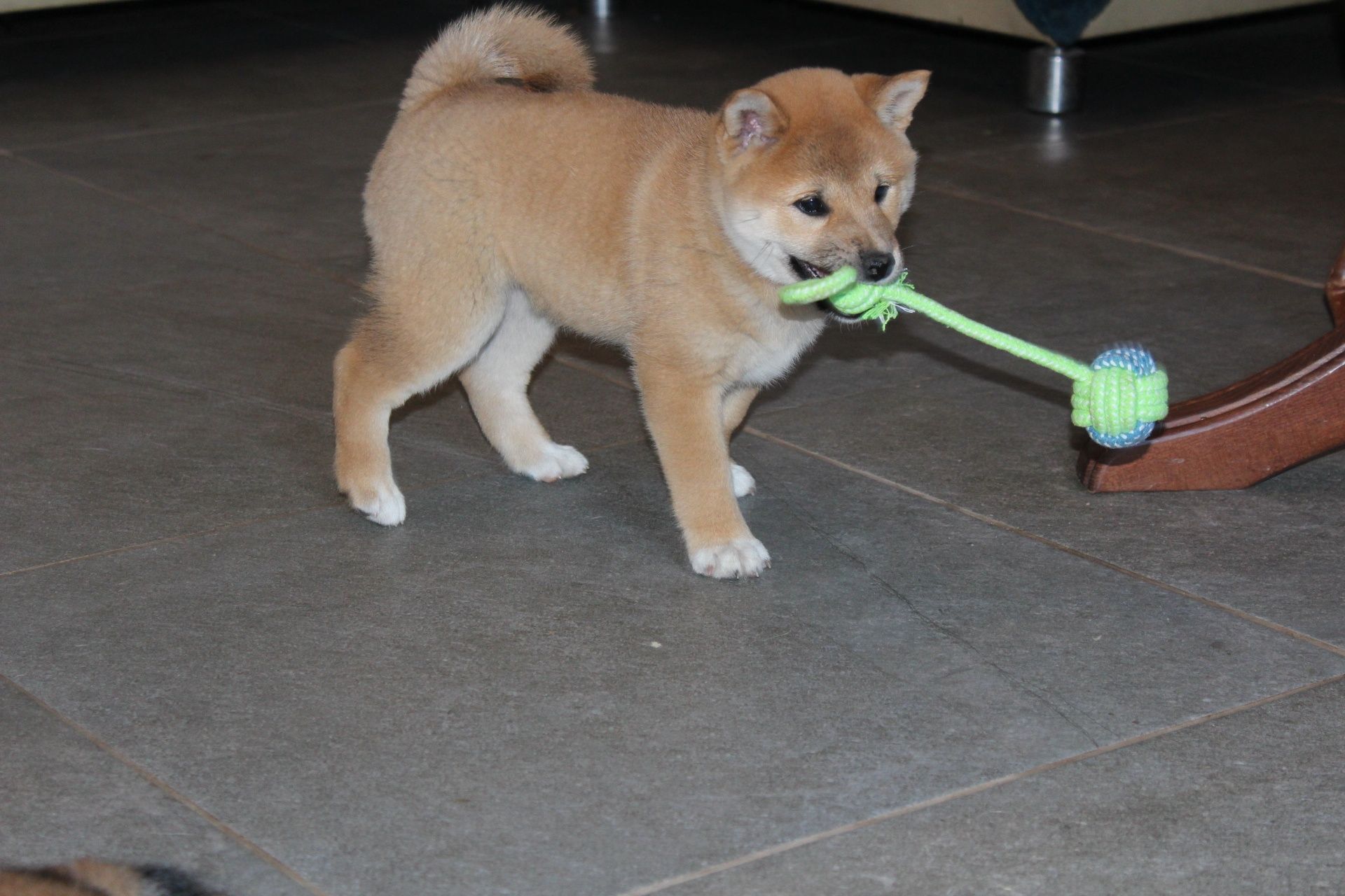 SUCZKA * Shiba Inu * HIKARI * Gotowa do Odbioru