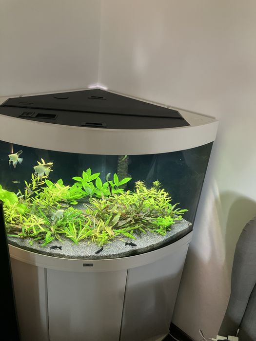 Akwarium Juwel Trigon 190 naroznikowe komlet szafka