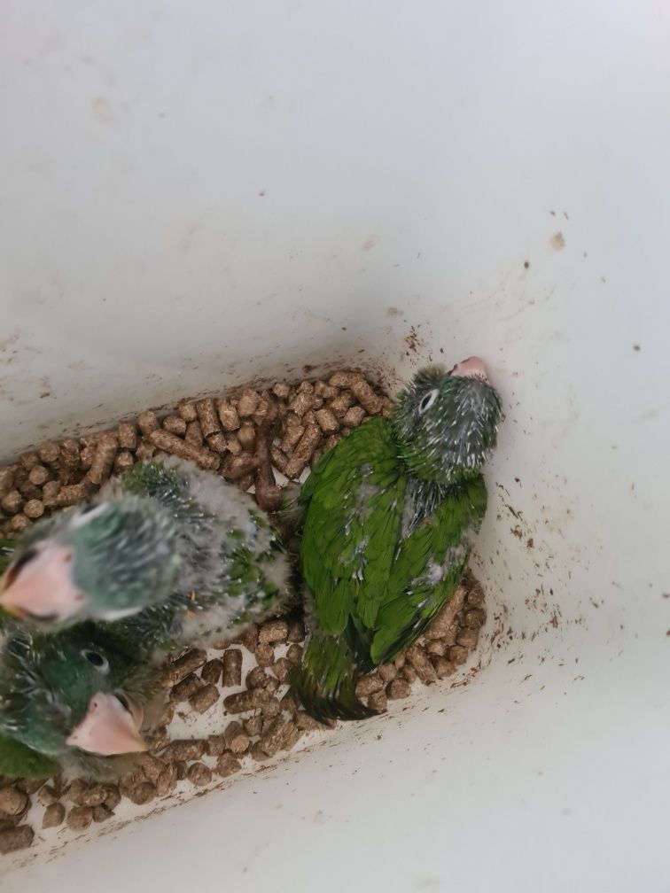 Conures cabeça azul