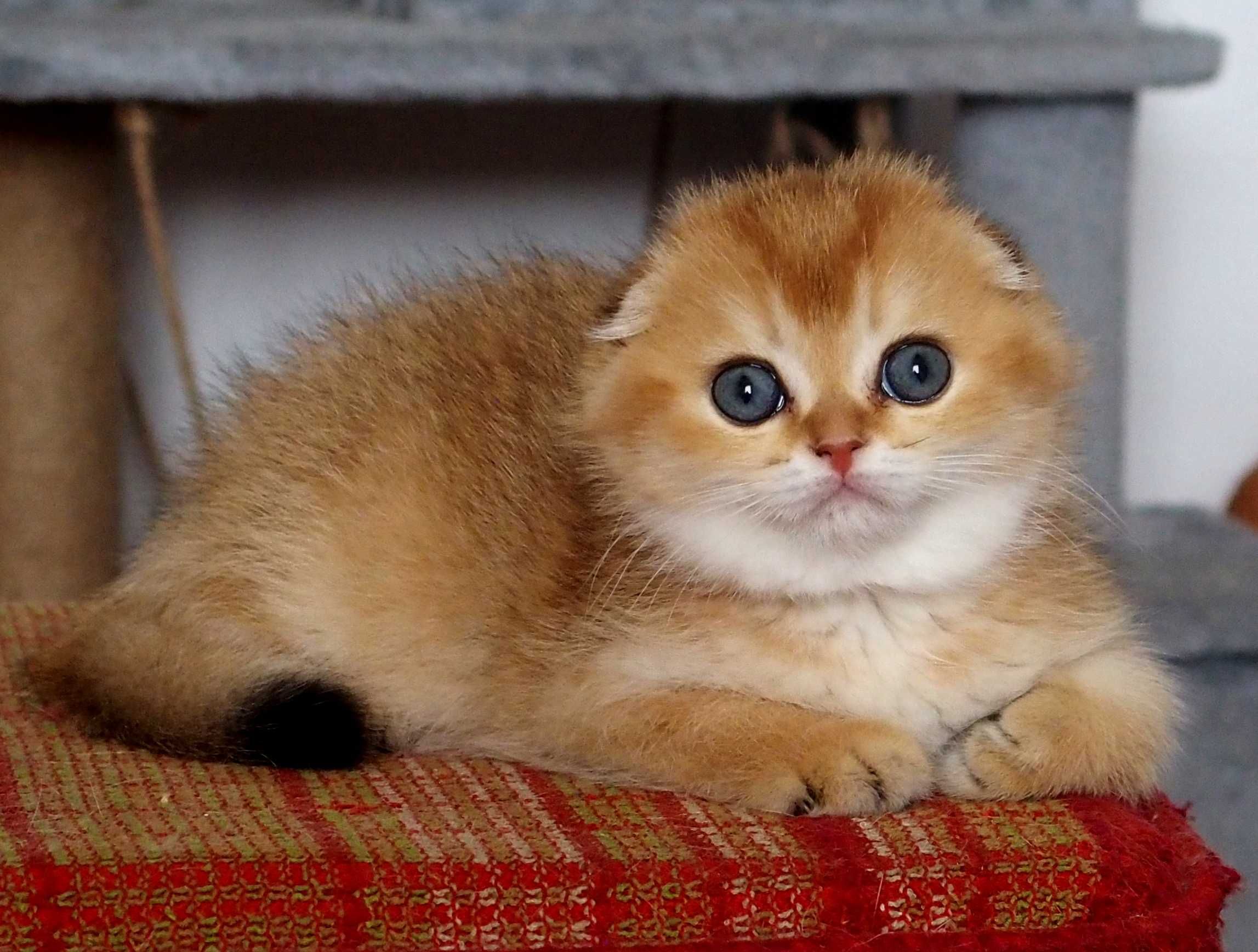 Kotka Szkocki Zwisłouchy PZF. WCF Scottish Fold Złota Szynszyla