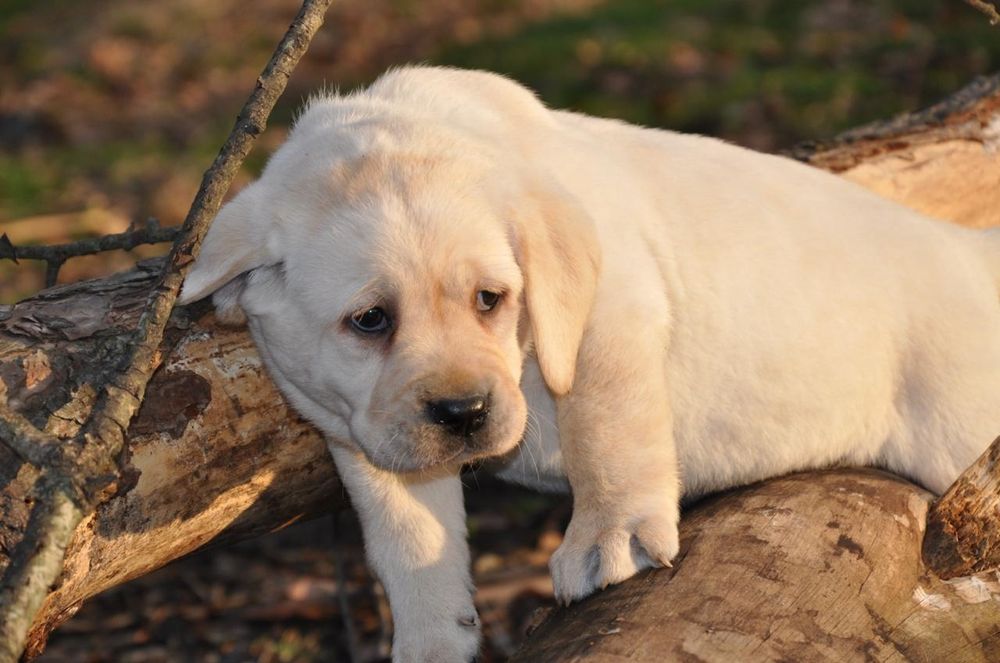 Лабрадоры палевого окраса с документами