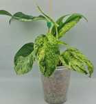 Epipremnum Pinnatum Marble variegata,2 rośliny