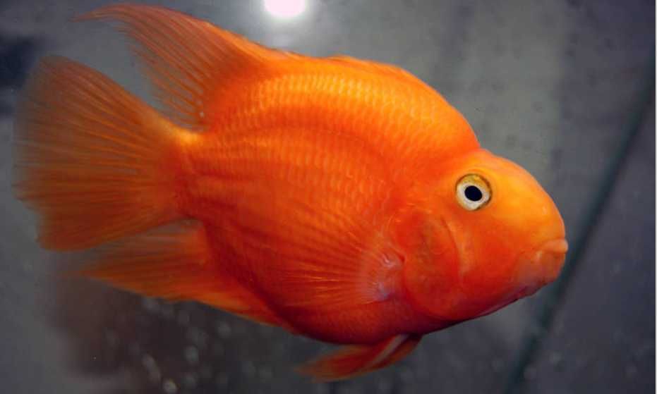 GB Pielęgnica Papuzia Czerwona