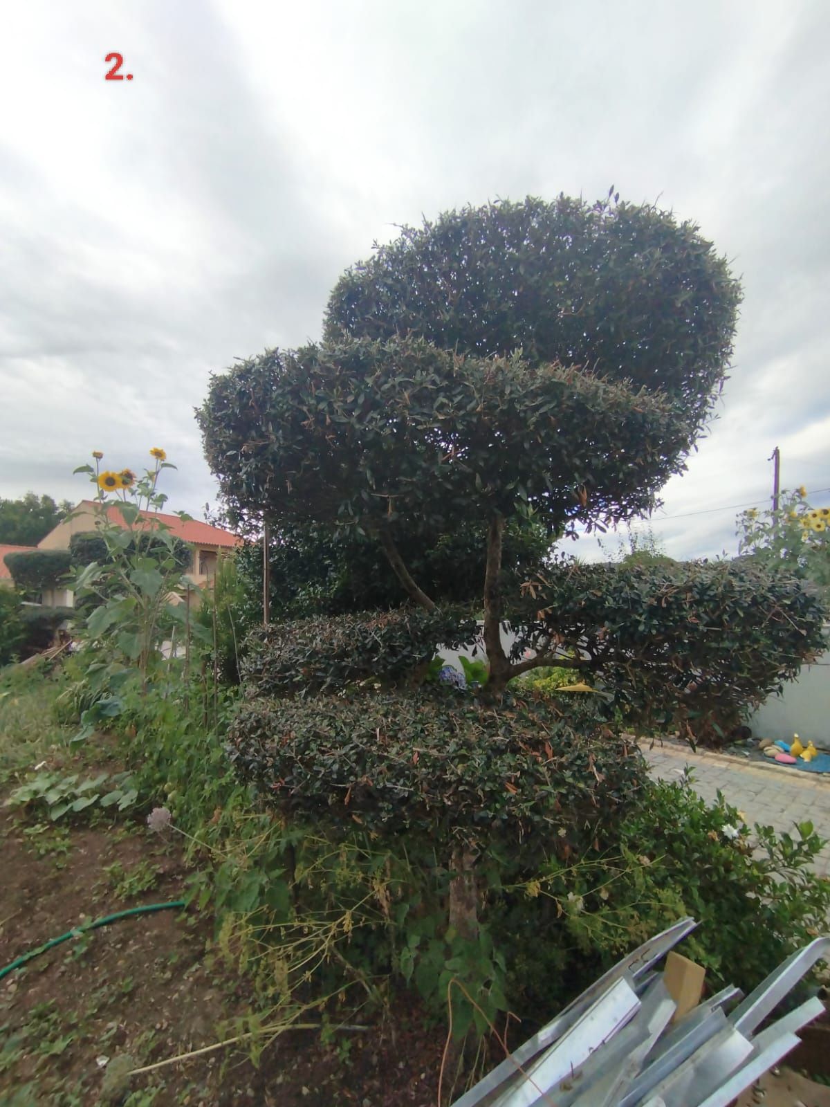 Oliveiras de jardim