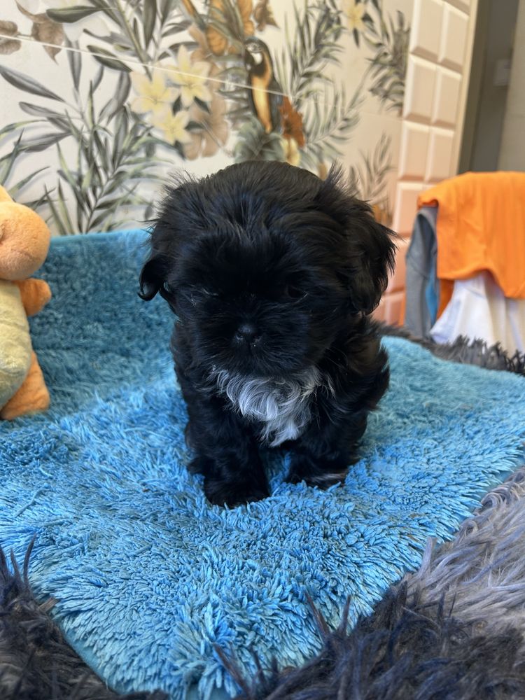 Szczeniak Shihtzu