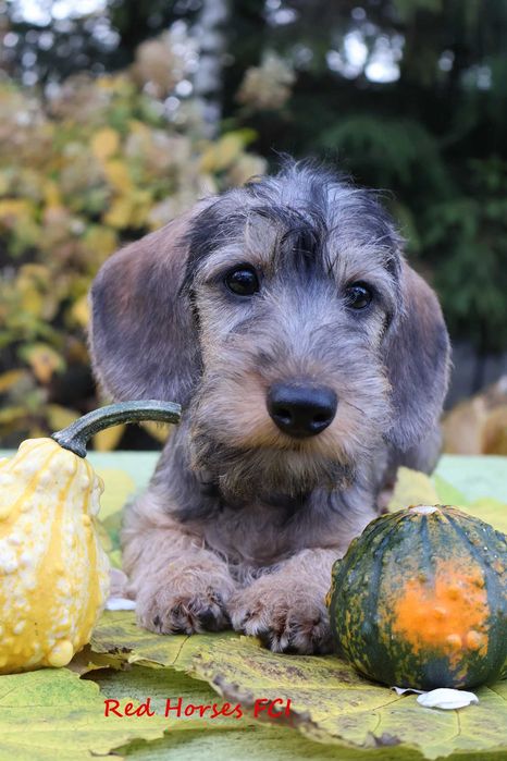 *** Jamniczek  szorstkowłosy króliczy ***