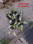 Hosta funkia mała