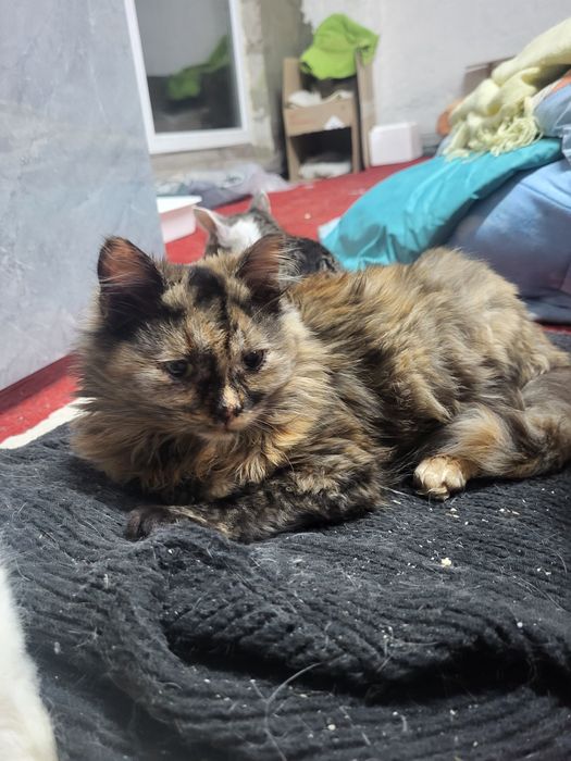 Неперевершена Аврора шукає добрі руки