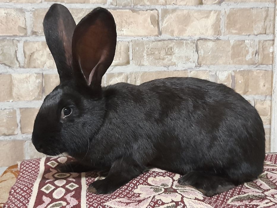 Самки німецького строкача (чорні)