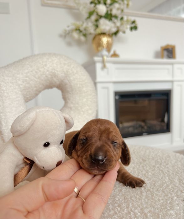 Piękny „RADZIO”  Jamnik piesek miniaturka rudy