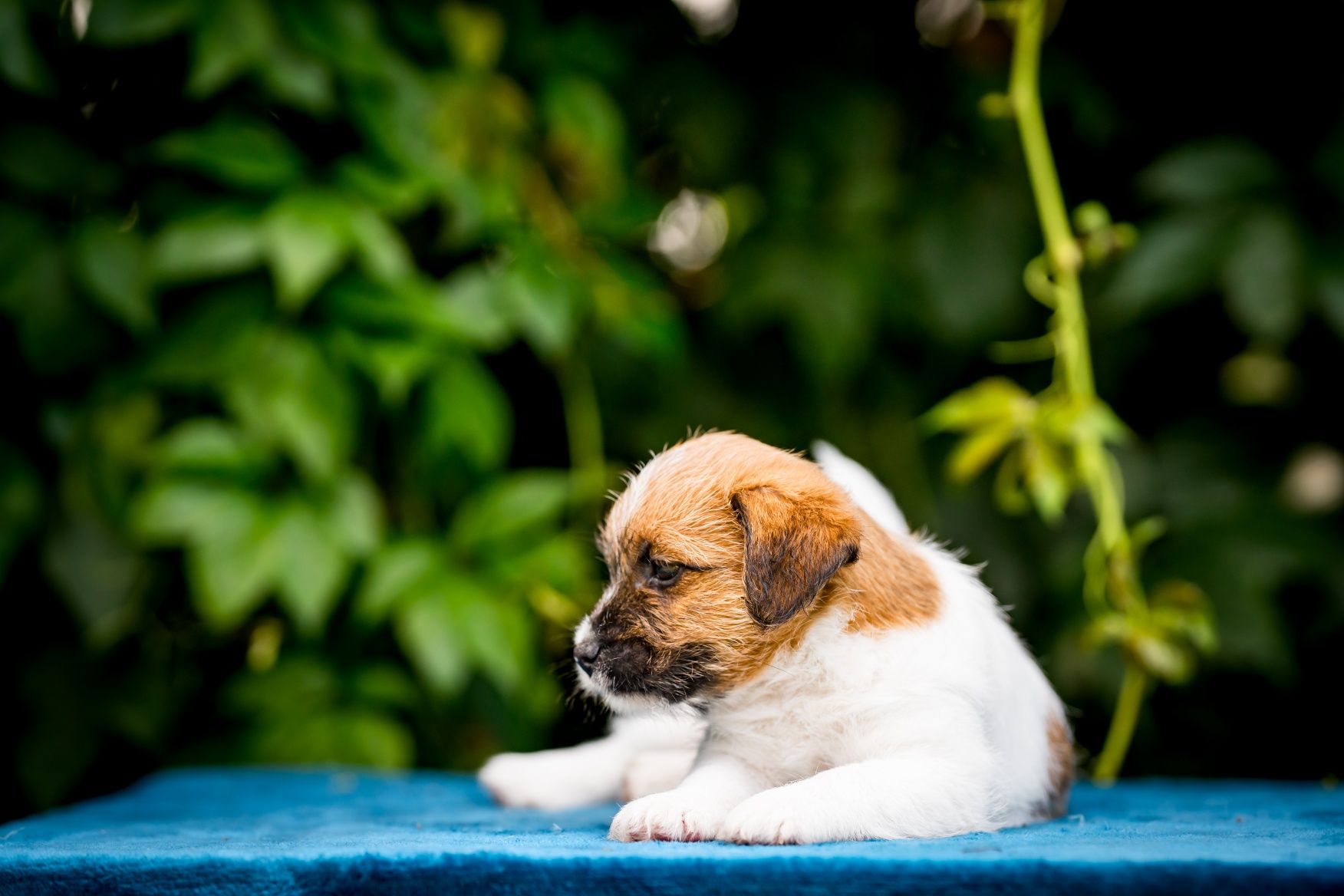 Jack Russell Terrier Związek Kynologiczny w Polsce