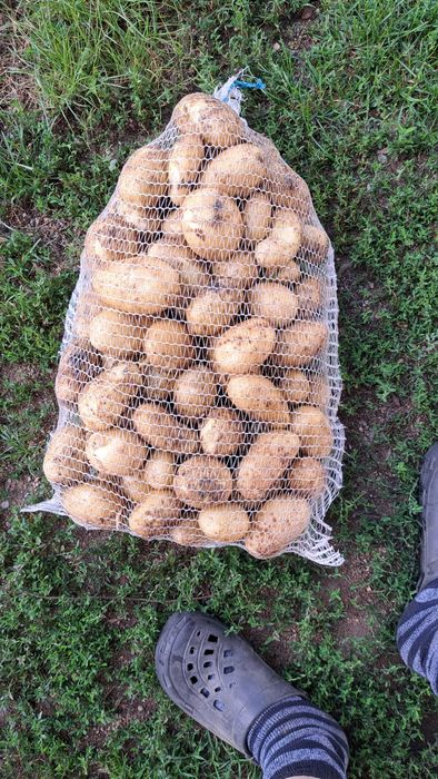 Ziemniaki młode        .