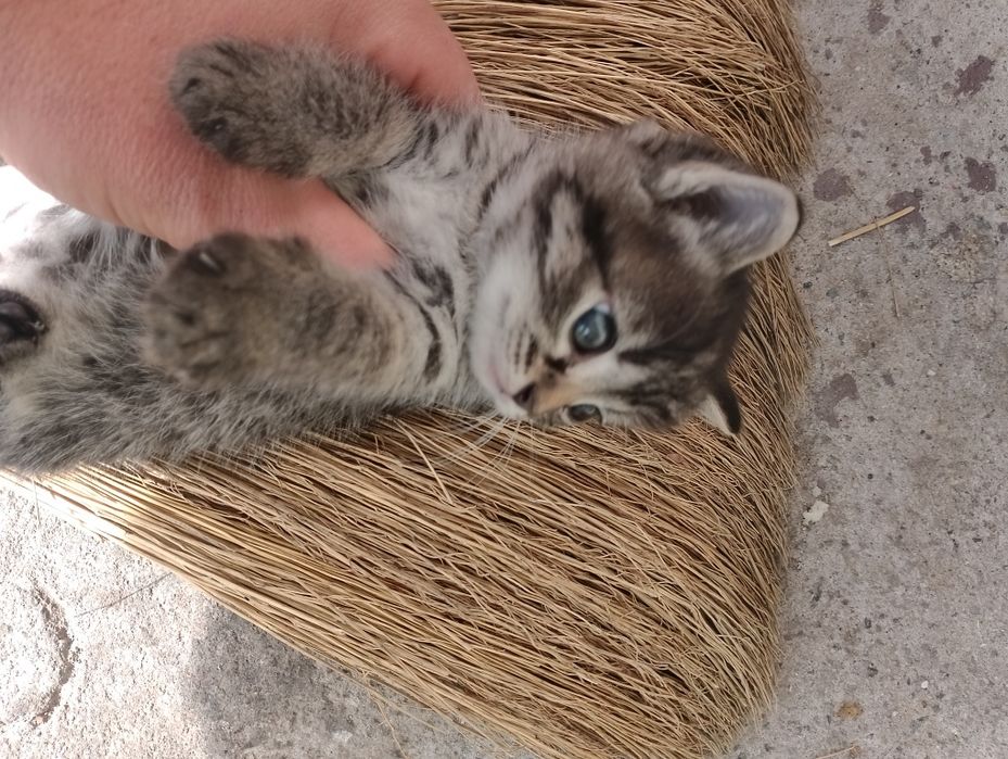 Віддам кошеня котика