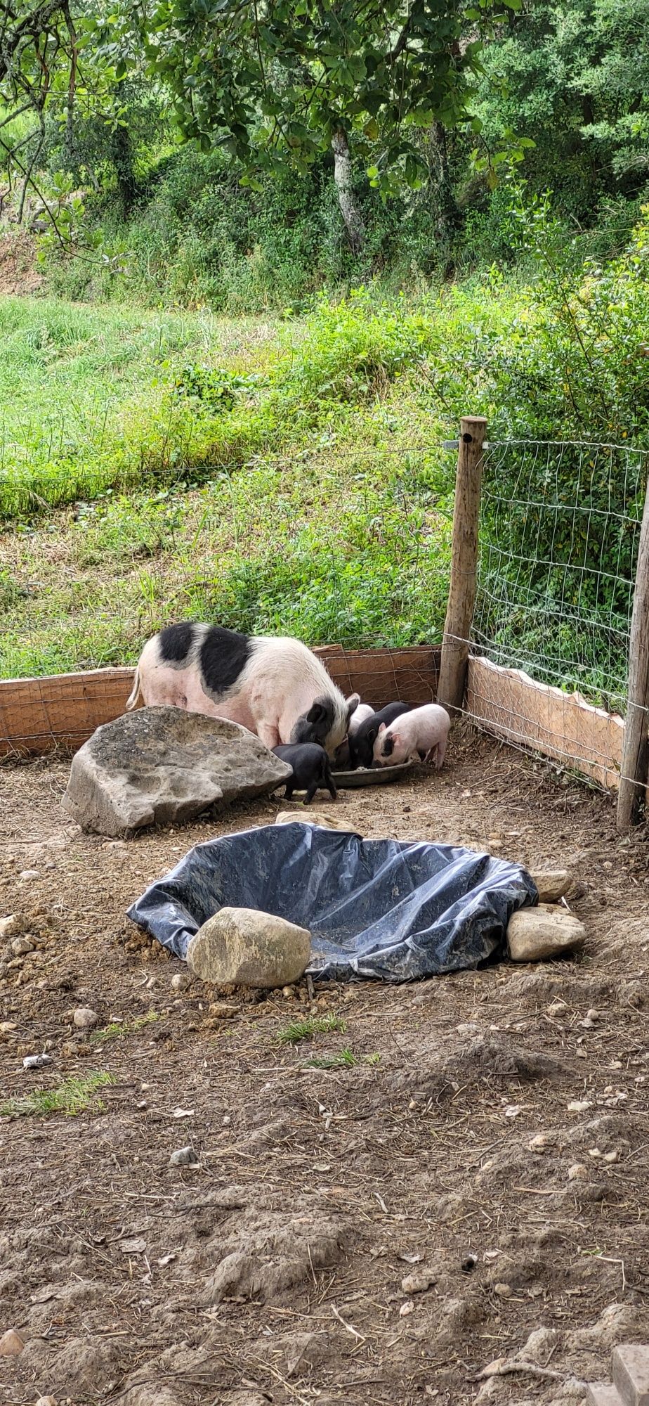 Mini pig | Porco anão capado