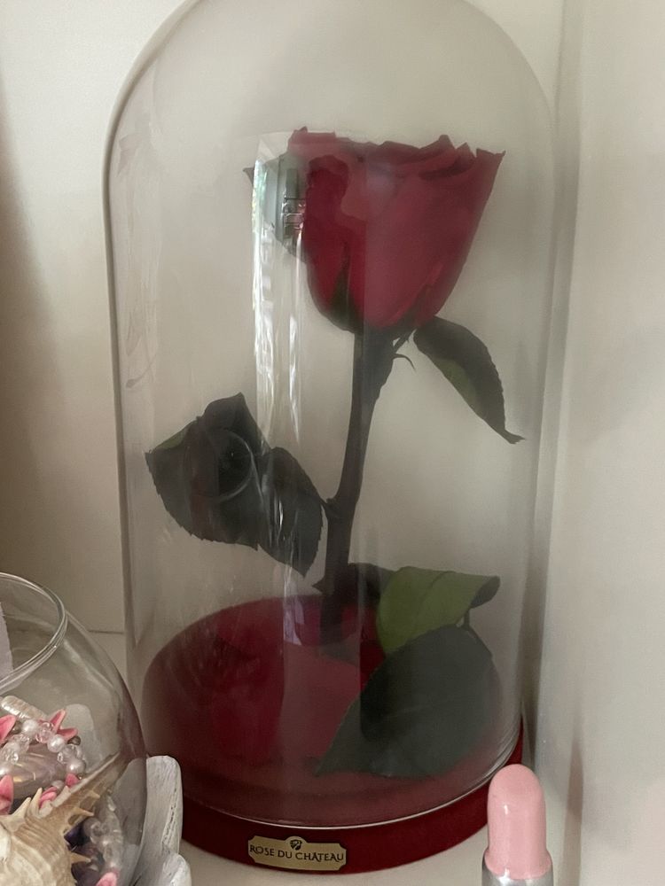 Róża w szkole piękna prawdziwa walentynki idealna na prezent