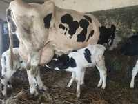 Krowy mleczne likwidacja
