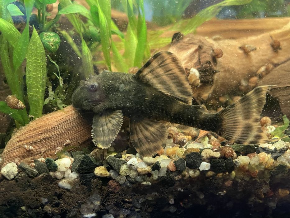 Номерной сом L-206, взрослые