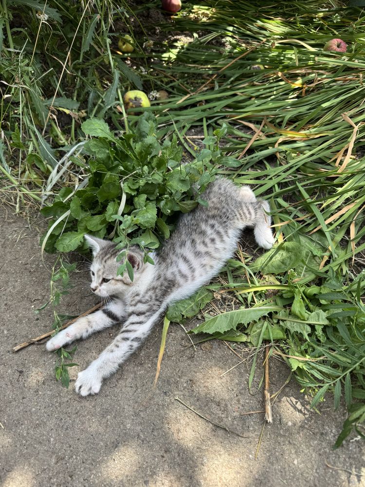 Віддам кошенят-дівчинки