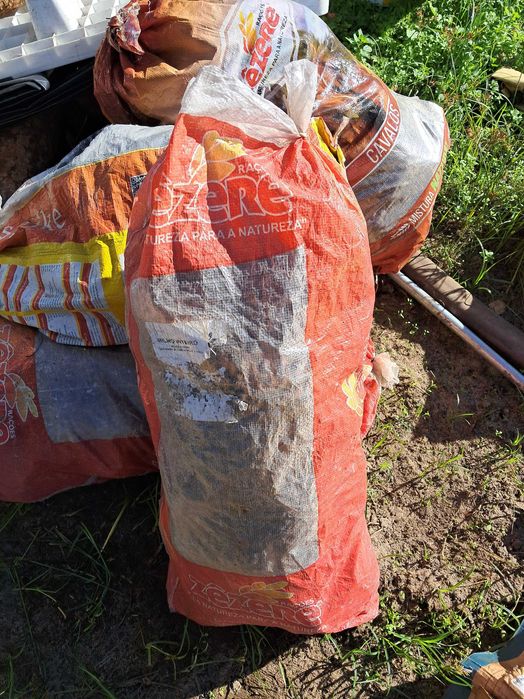 Pinhas bravas para acendalha