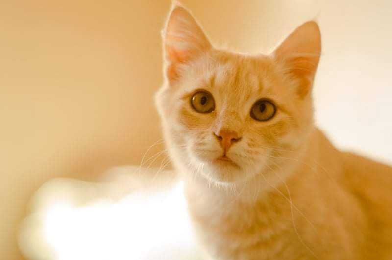 Чук в поиске любящей семьи!