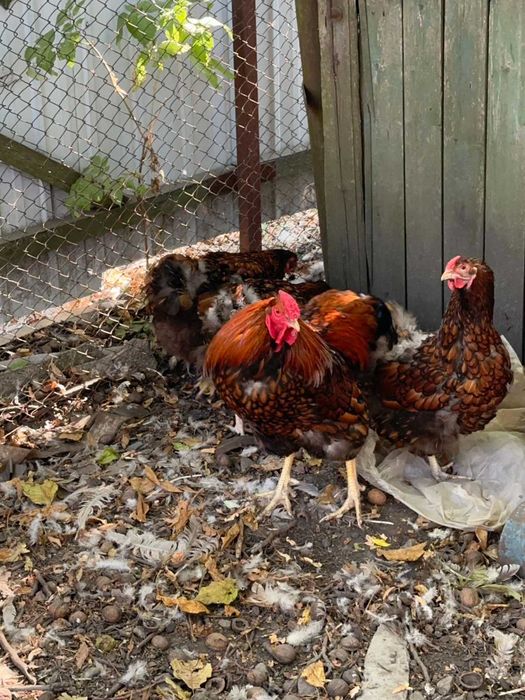 яйце для інкубації віандот срібло та золото