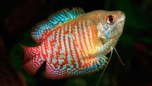 Colisa Lalia - Trichogaster lalia